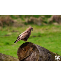 گونه سارگپه استپی Common Buzzard